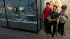 Galerie photo Cité de la Préhistoire